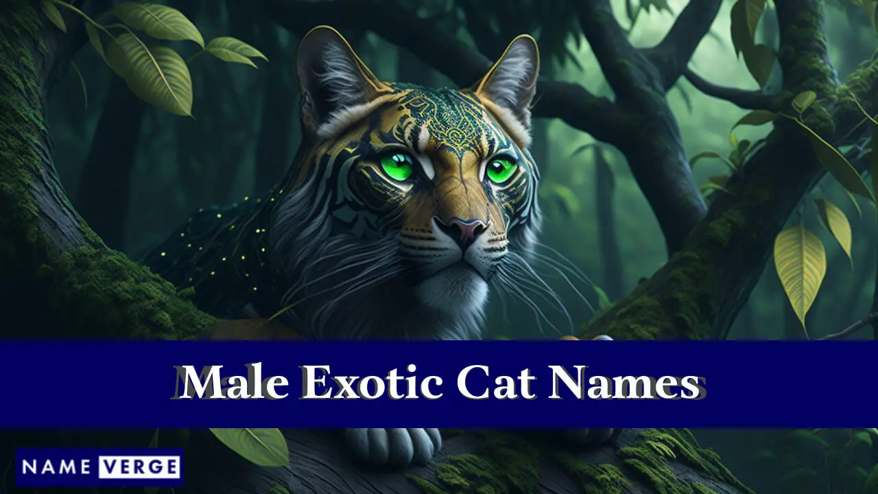 Nomi di gatti esotici maschili
