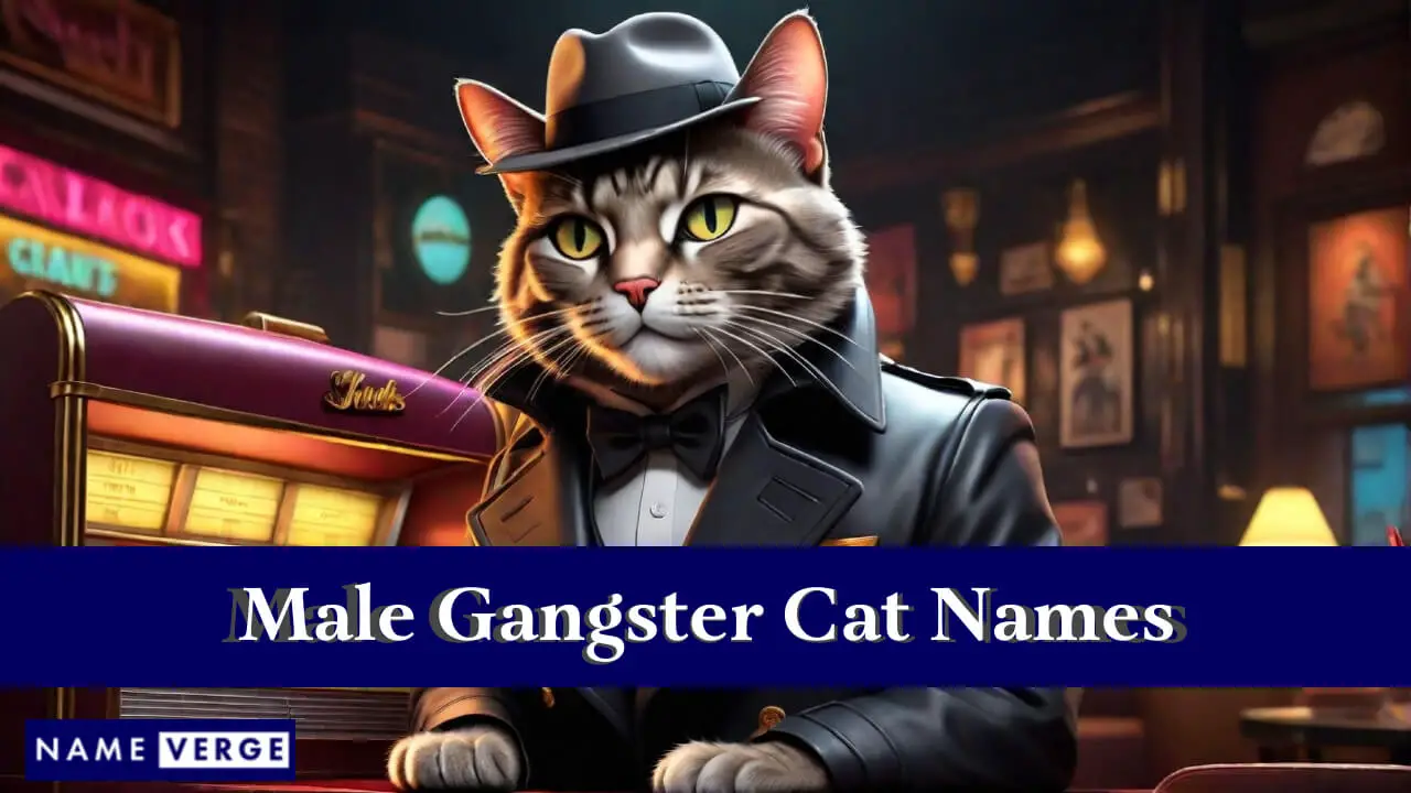 Nomi di gatti gangster maschi