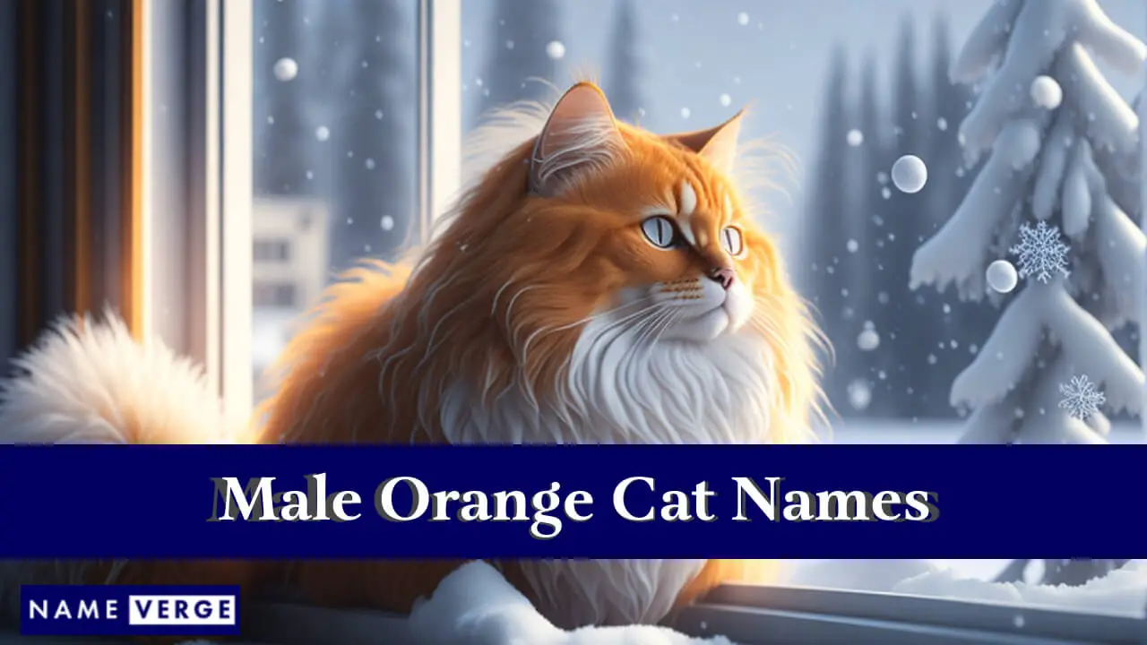 Nomi di gatti maschi arancioni