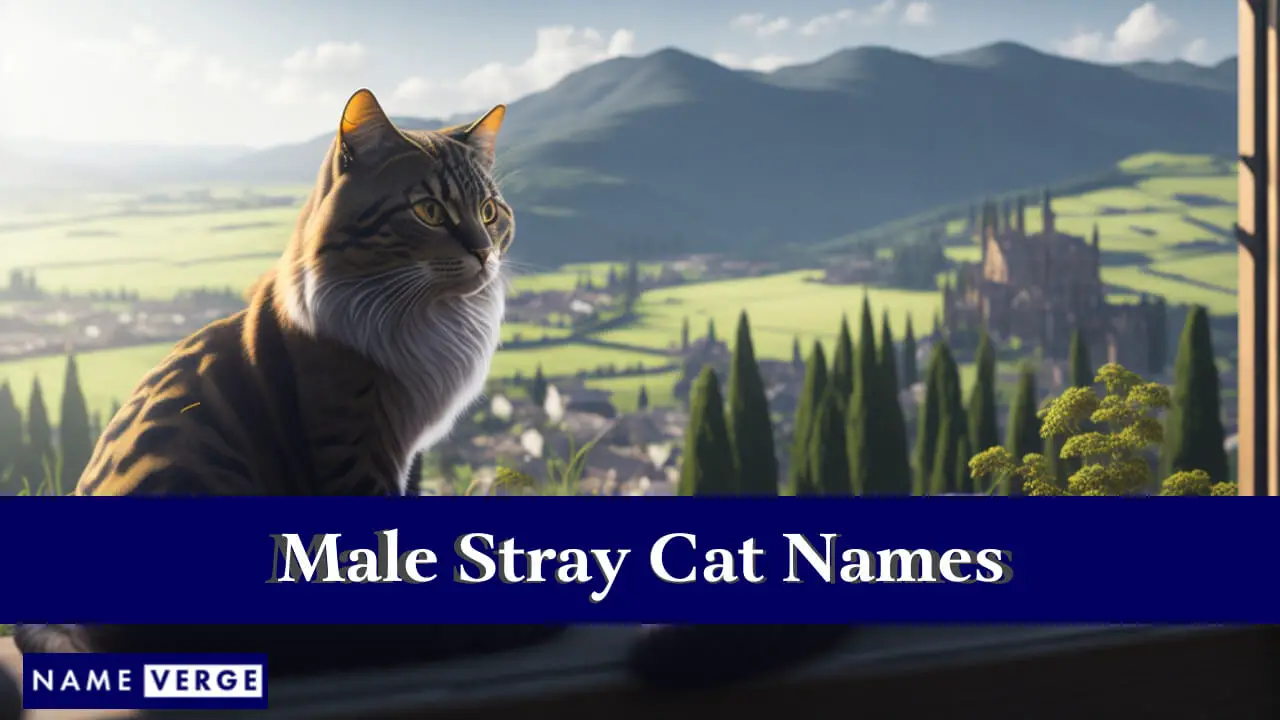 Nomi di gatti randagi maschi
