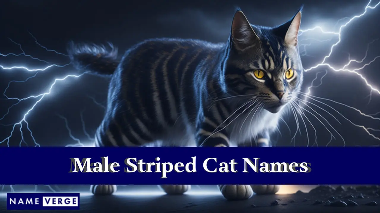 Nomi di gatti maschi a strisce