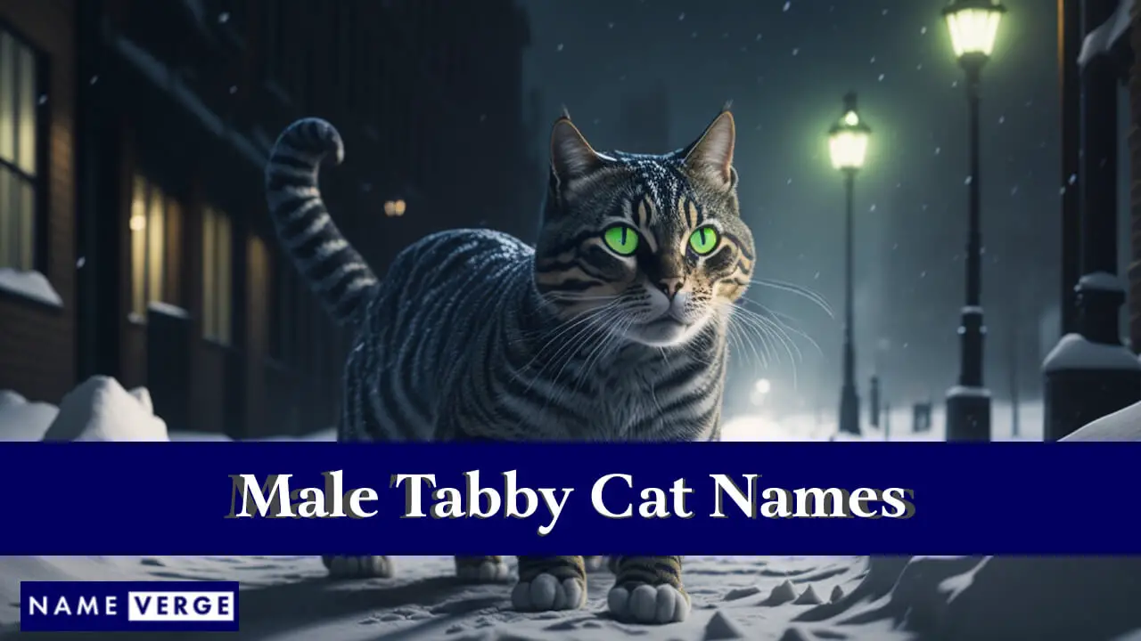 Nomi di gatti soriani maschi