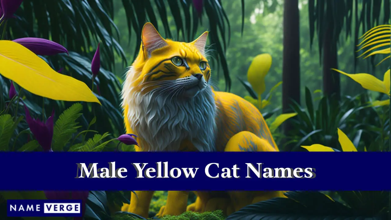 Nomi di gatti gialli maschi