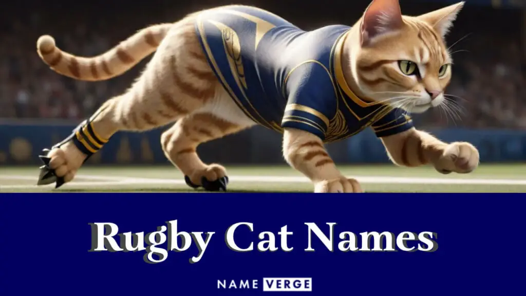 rugby cat names