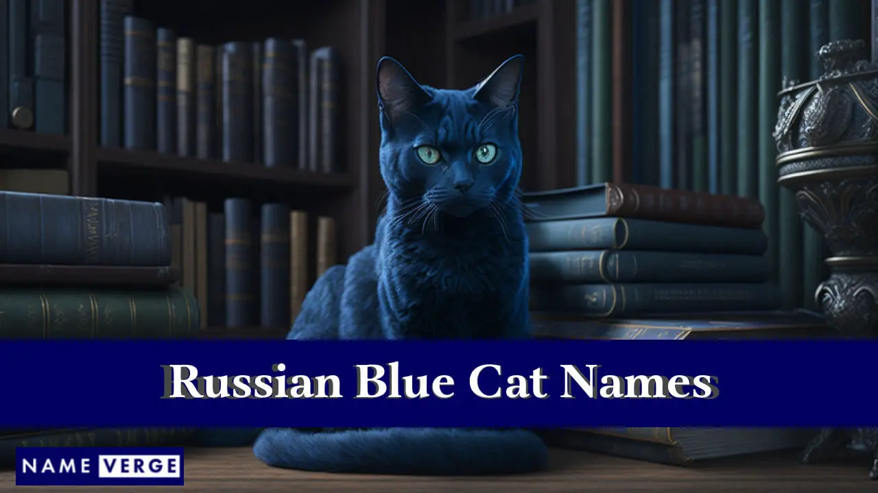 Nomi di gatti blu russi