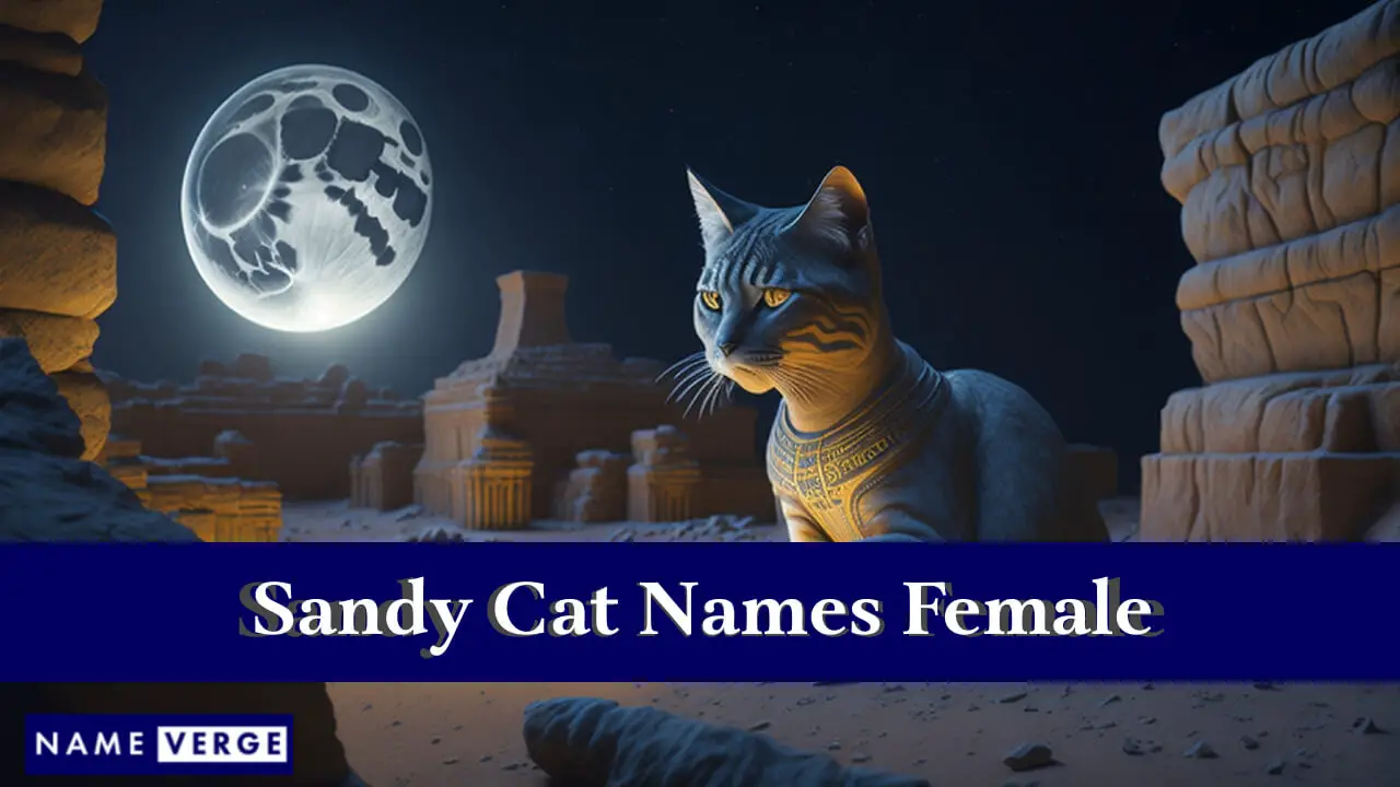 Nomi di gatti Sandy femminili