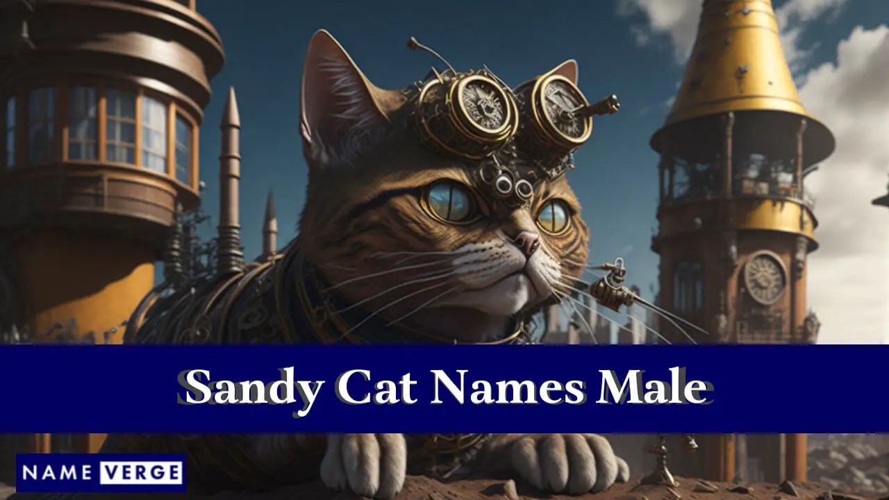 Nomi di gatti Sandy maschi