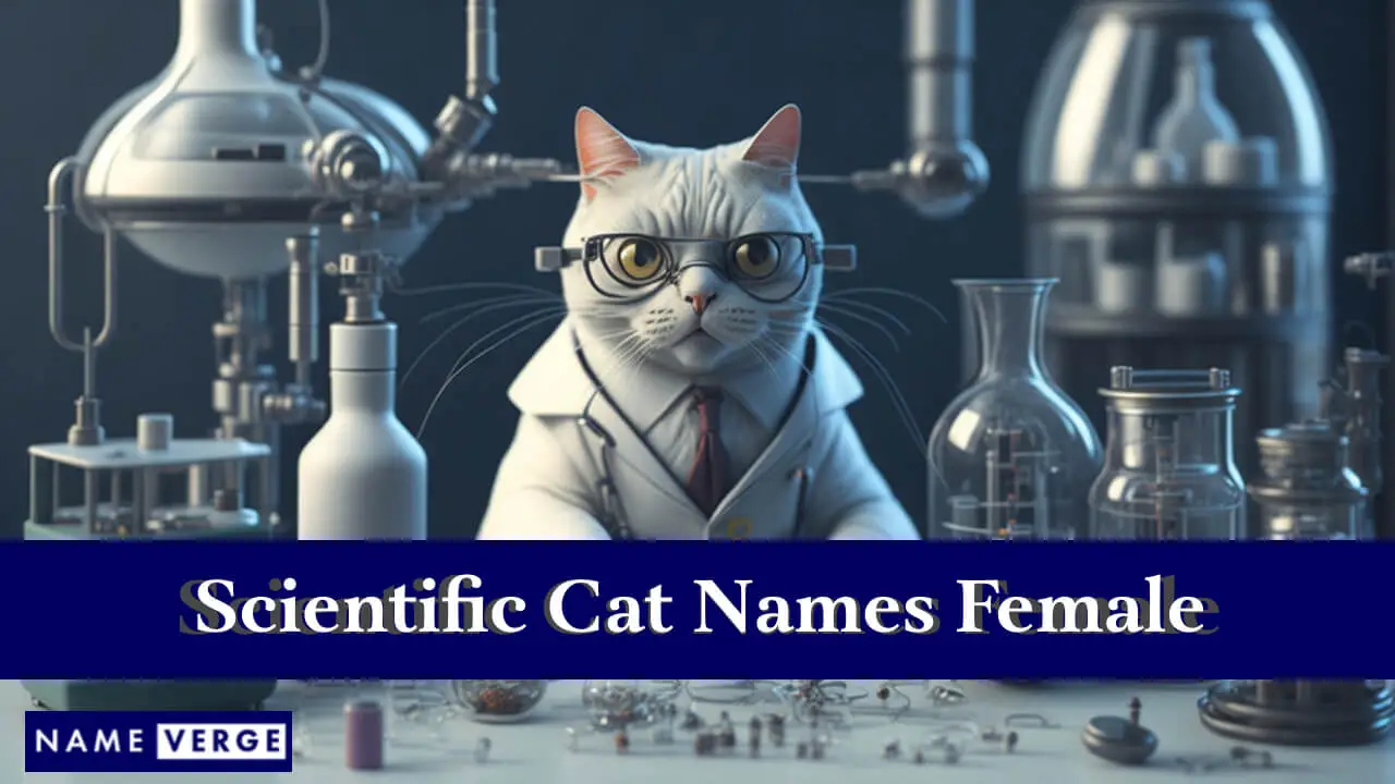Nomi scientifici per gatti femminili