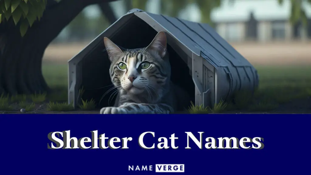 shelter cat names