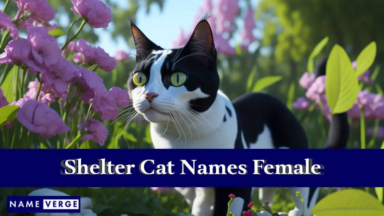 Nomi di gatti di rifugio femminili