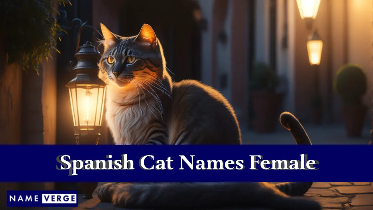 Nomi di gatti spagnoli femminili