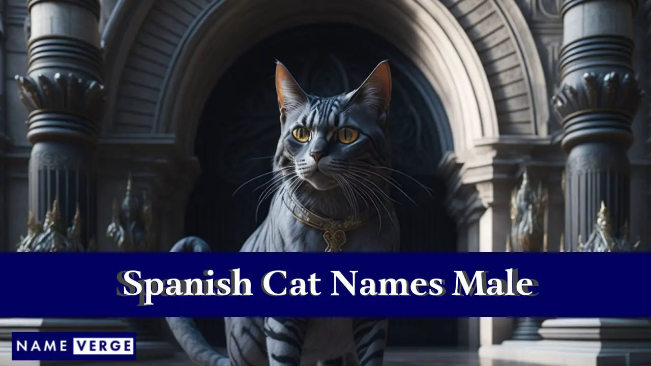 Nomi spagnoli per gatti maschi