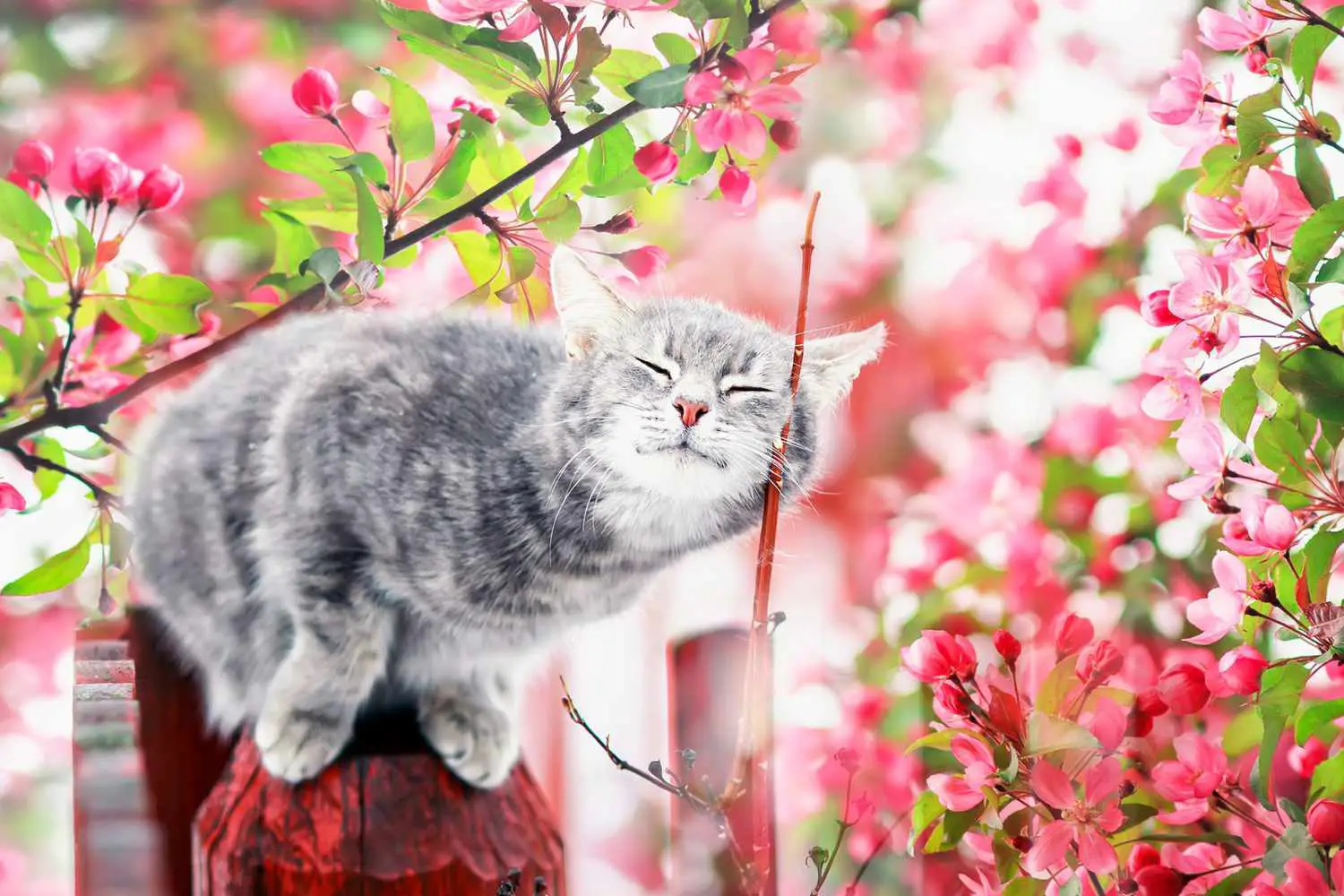 gatto soriano grigio seduto vicino ai fiori di melo rosa