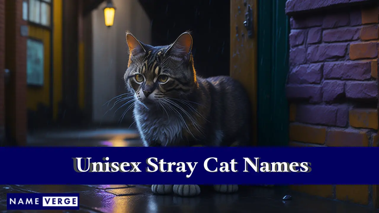 Nomi di gatti randagi unisex
