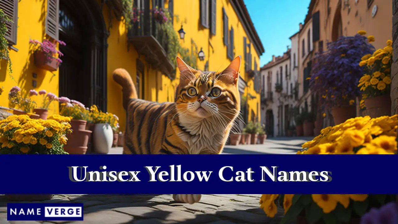 Nomi di gatti gialli unisex