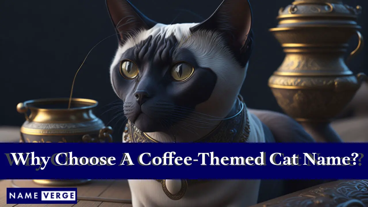 Perché scegliere un nome per gatti a tema caffè?