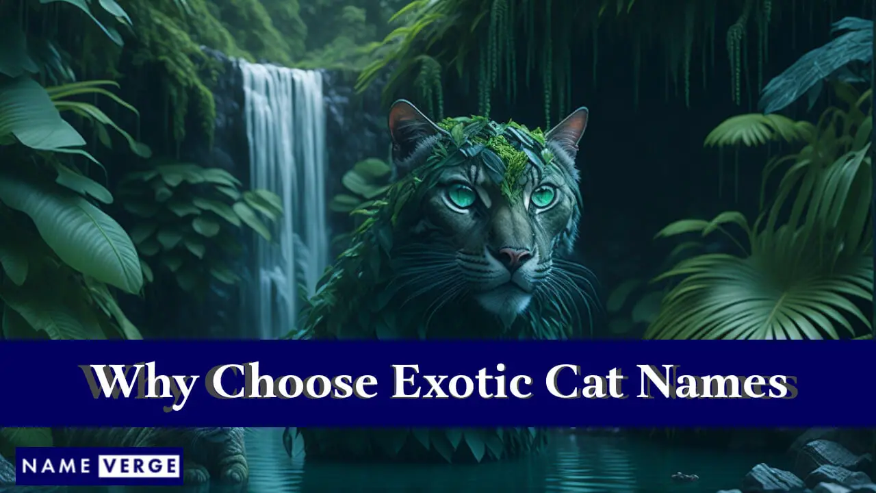 Perché scegliere nomi di gatti esotici