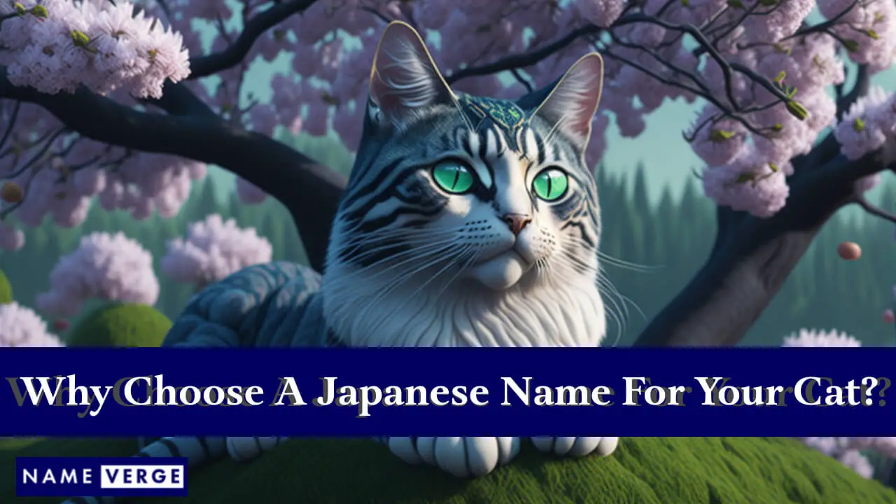 Perché scegliere un nome giapponese per il tuo gatto?