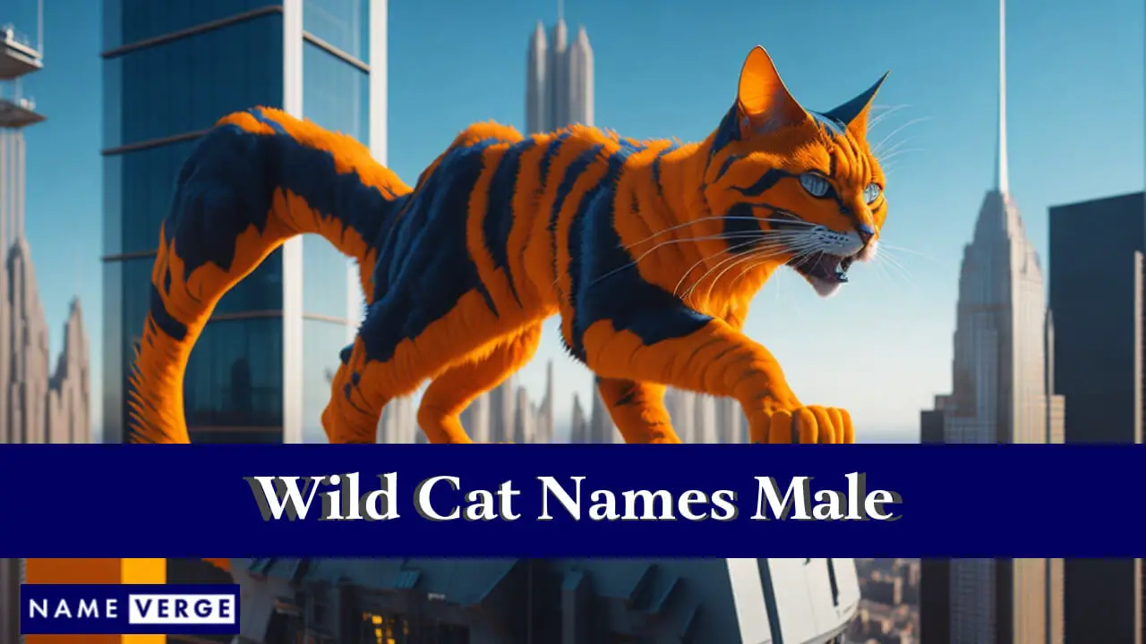 Nomi di gatti selvatici maschili