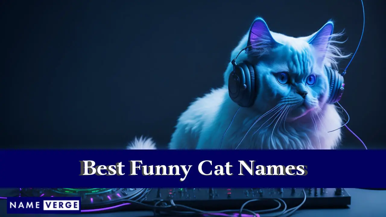 I migliori nomi di gatti divertenti