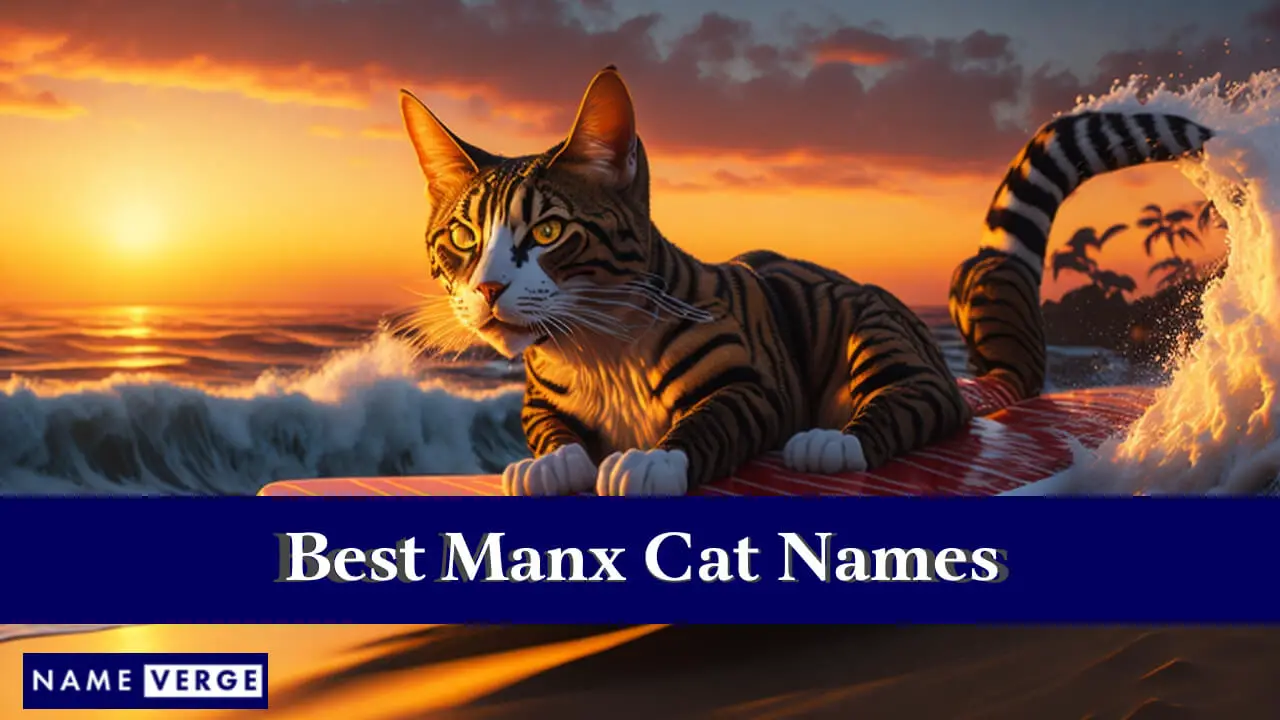 I migliori nomi di gatti Manx