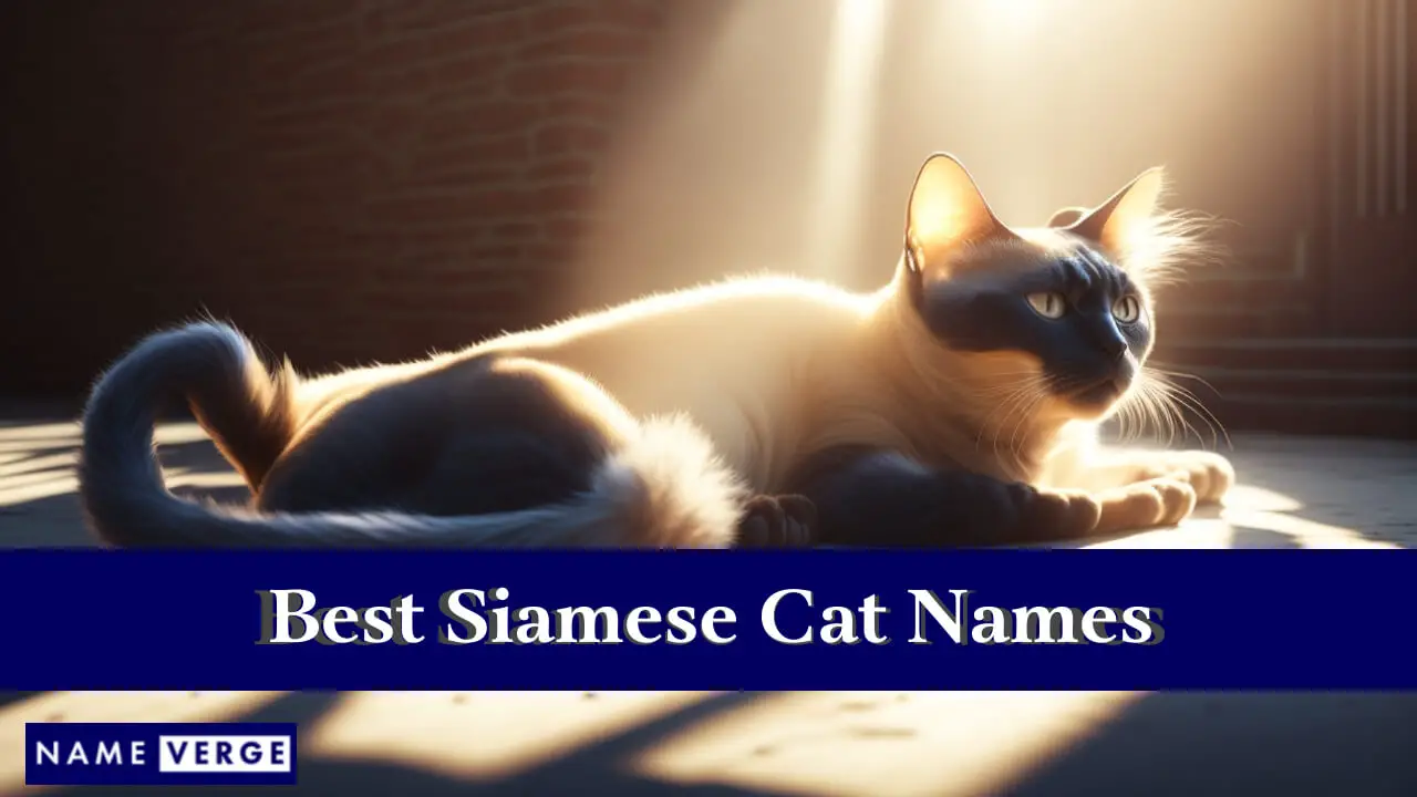 I migliori nomi di gatti siamesi