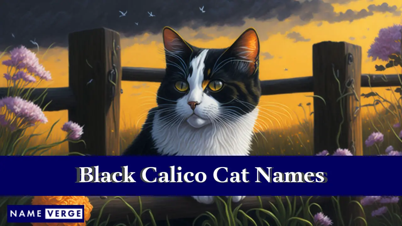 Nomi di gatti calico neri