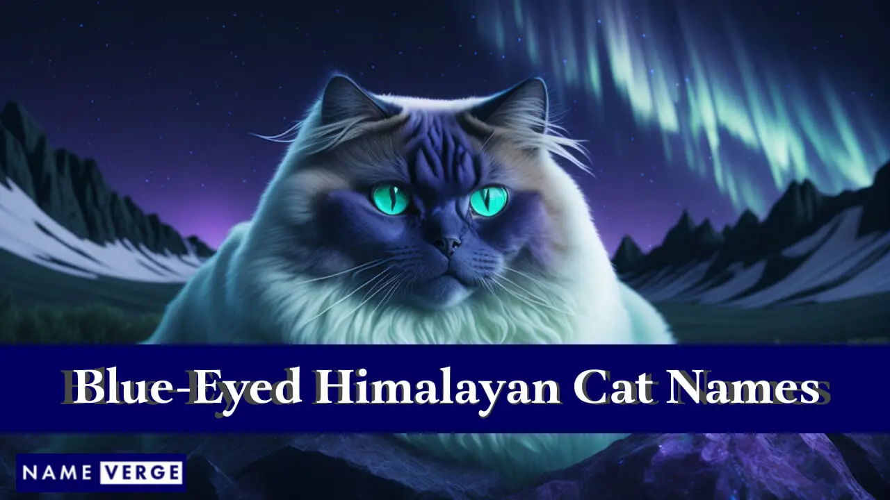 Nomi di gatti himalayani dagli occhi azzurri