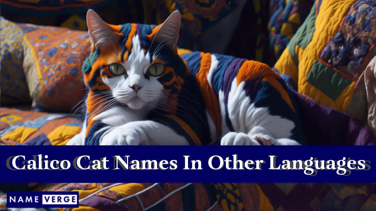 Nomi di gatti calico in altre lingue