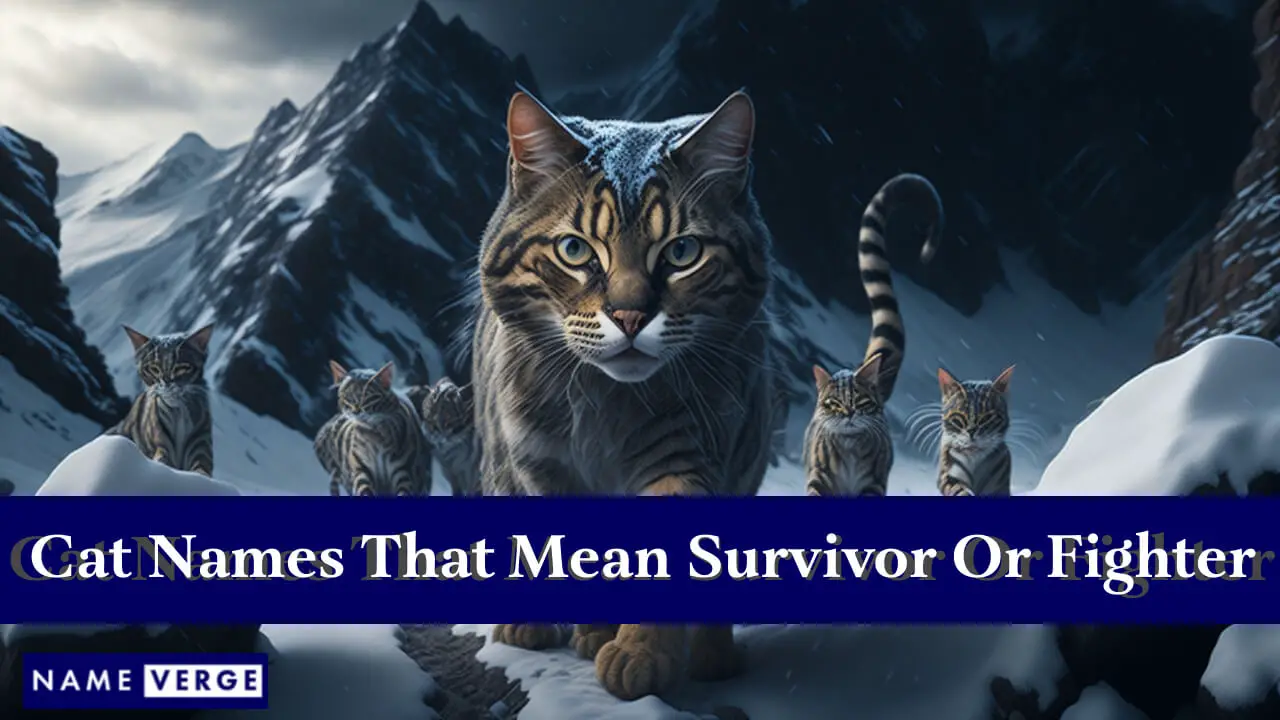Nomi di gatti che significano sopravvissuto o combattente