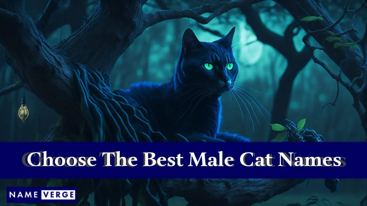 Consigli per scegliere il nome migliore per i gatti maschi