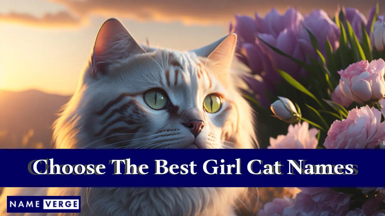 Suggerimenti per scegliere i migliori nomi di gatti per ragazze