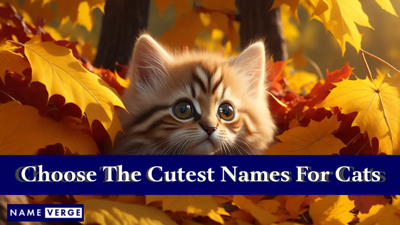 Suggerimenti per scegliere i nomi più carini per i gatti