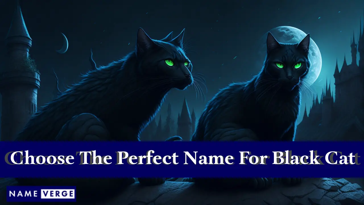 Suggerimenti per scegliere il nome perfetto per il gatto nero