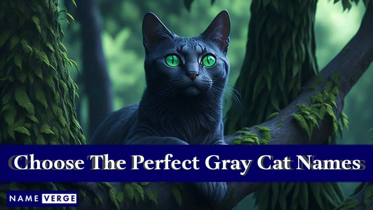 Suggerimenti per scegliere i nomi perfetti per gatti grigi
