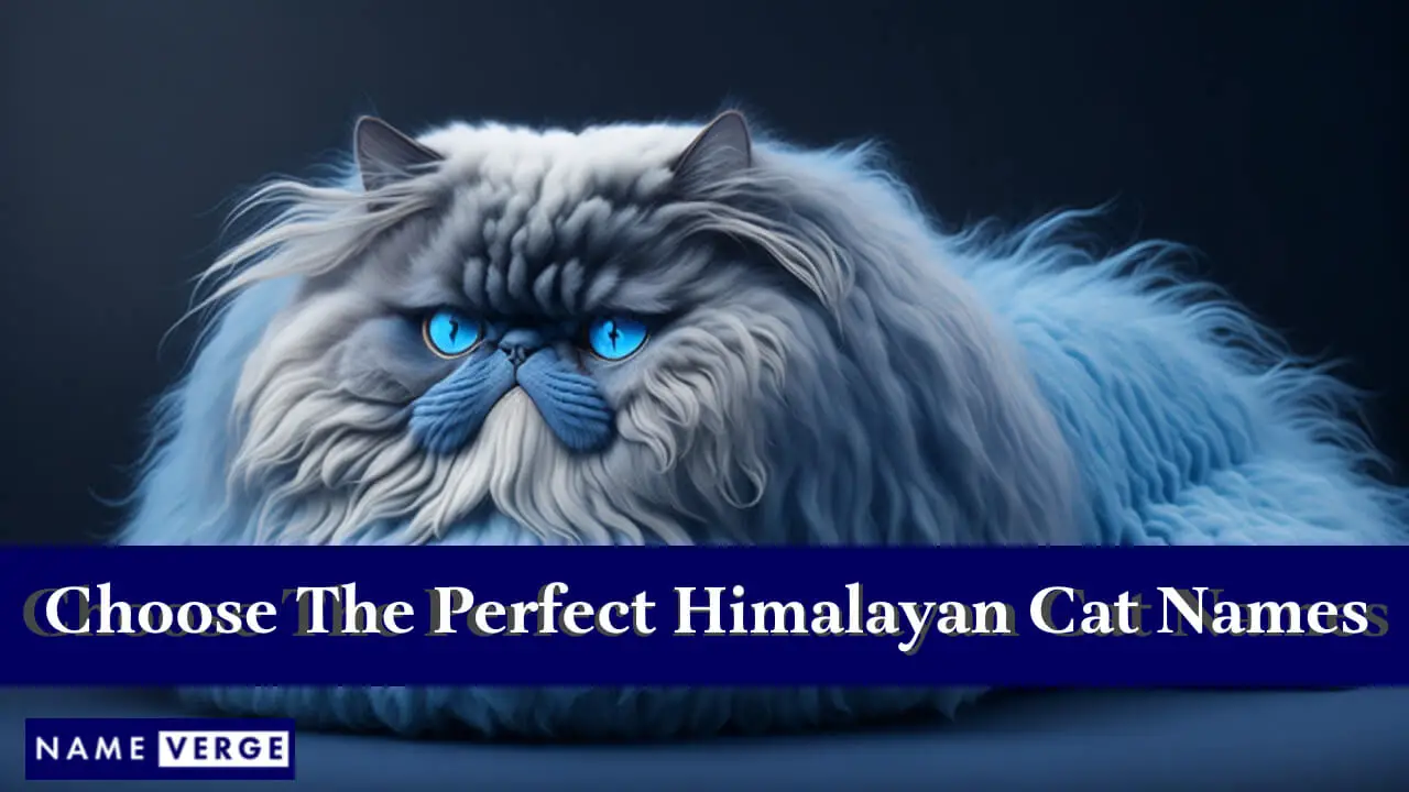Suggerimenti per scegliere i nomi perfetti per i gatti himalayani