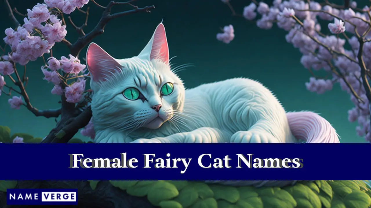 I nomi dei gatti fata ragazze