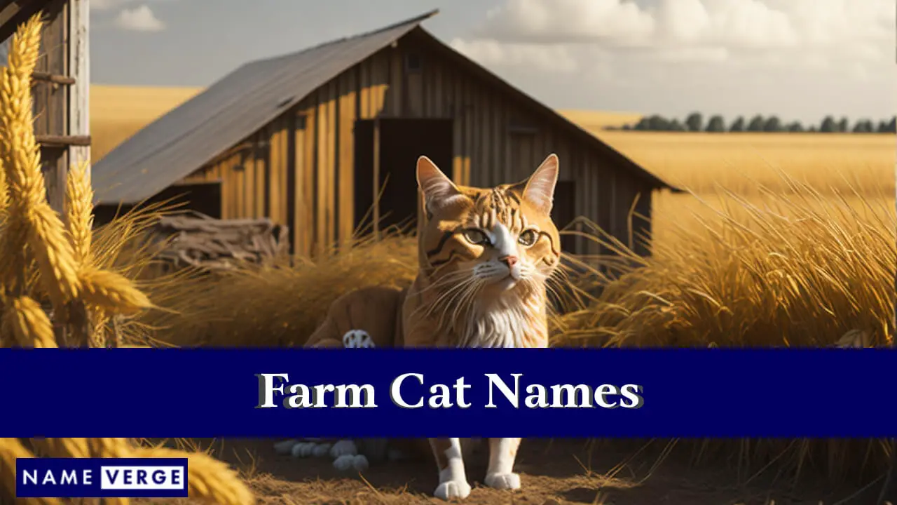 Nomi di gatti da fattoria