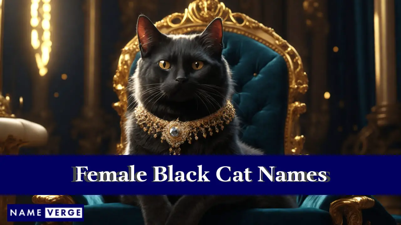 Nomi femminili di gatti neri