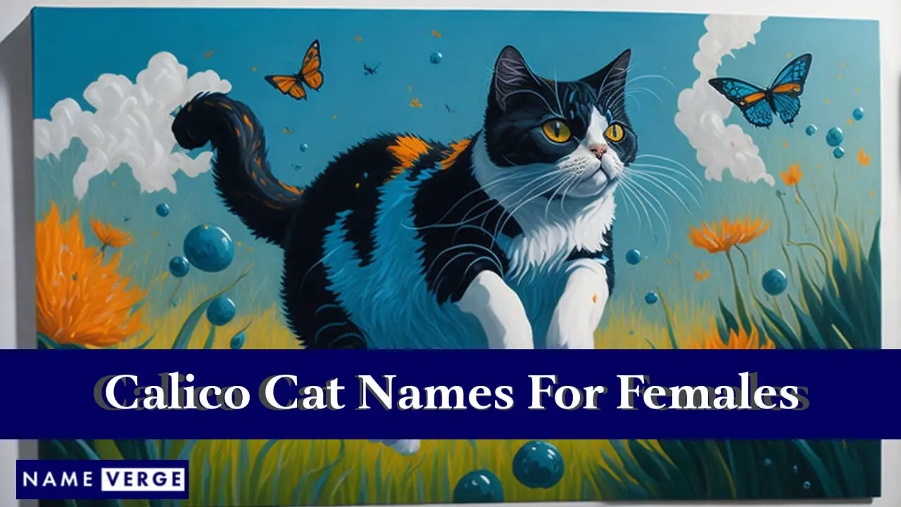 Nomi di gatti calico per femmine