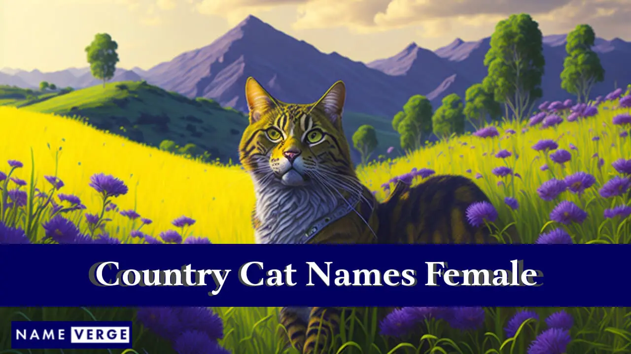 Nomi di gatti di campagna femmine