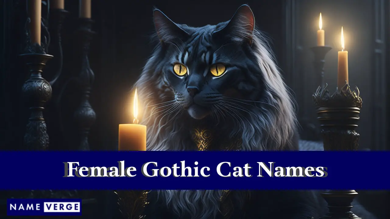 Nomi di gatti gotici femminili