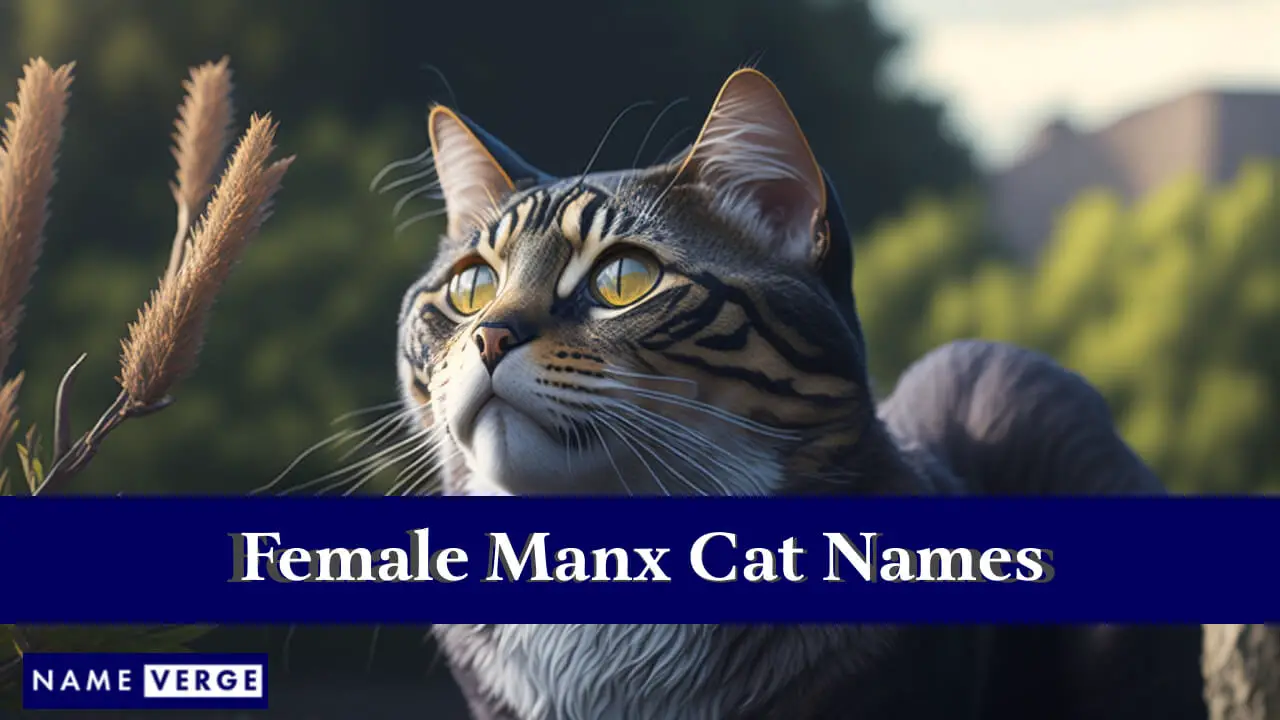Nomi di gatti Manx femminili