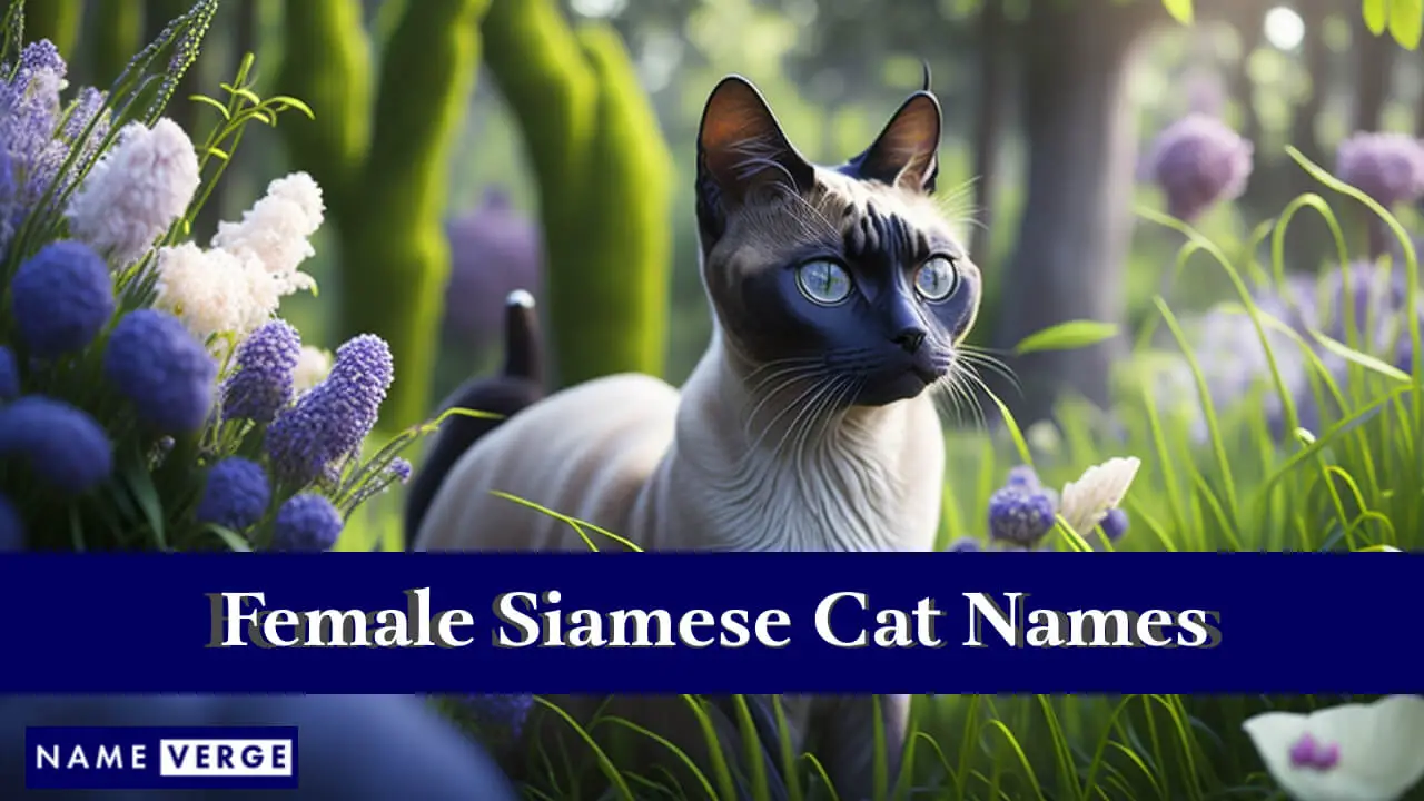 Nomi di gatti siamesi femminili