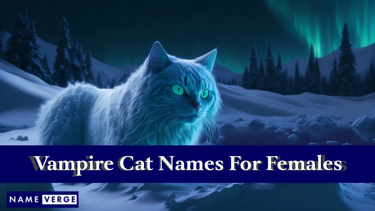 Nomi di gatti vampiri per femmine