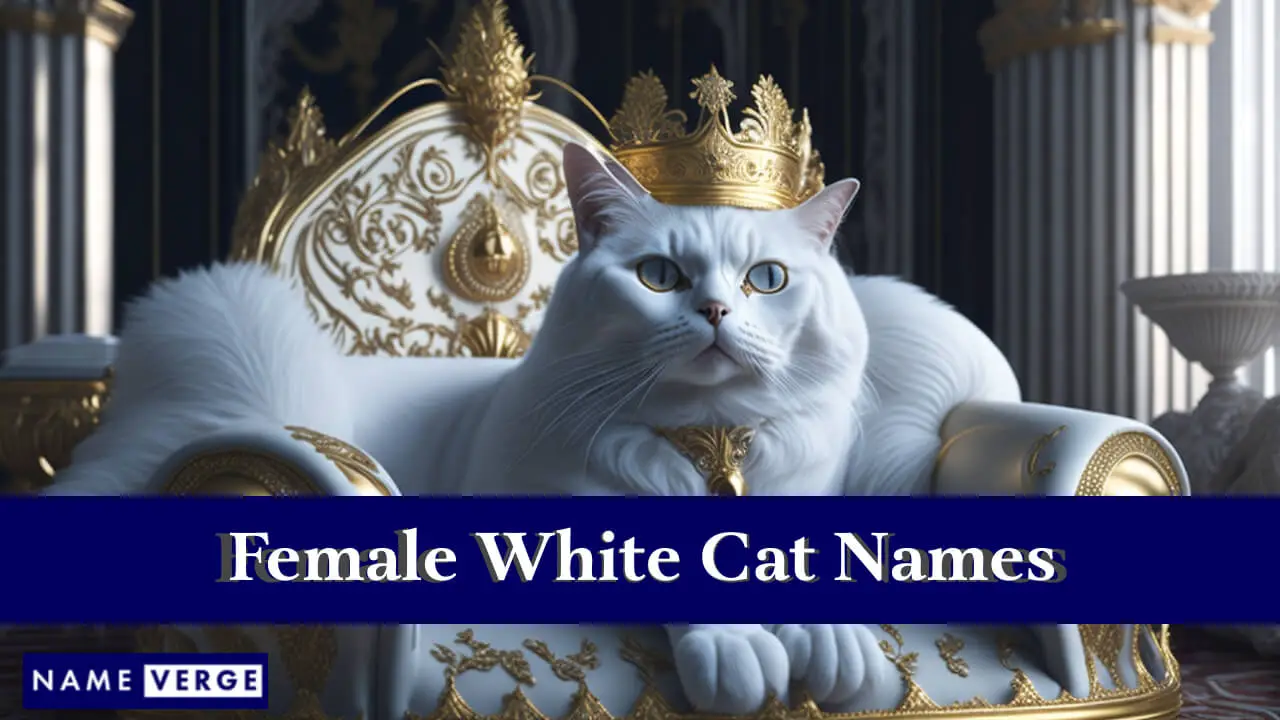 Nomi di gatti bianchi femminili
