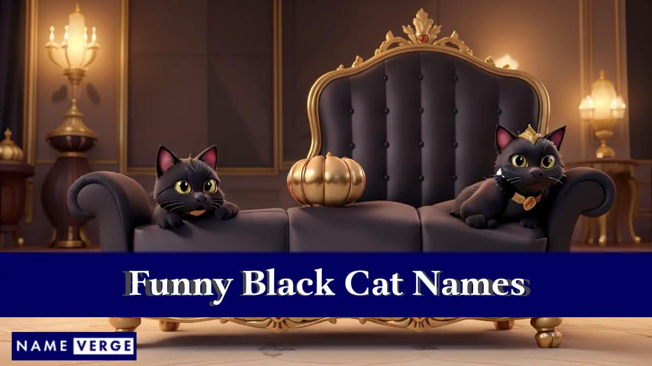 Nomi divertenti per gatti neri