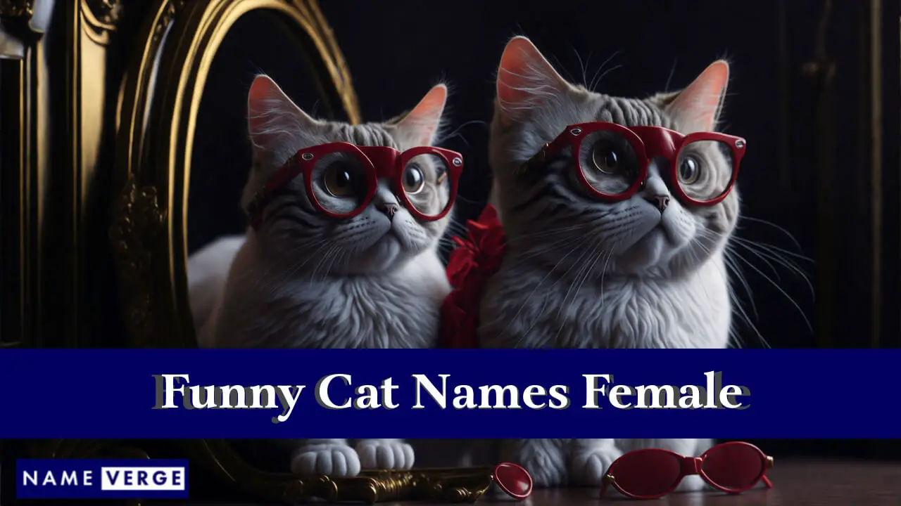 Nomi di gatti divertenti per donne