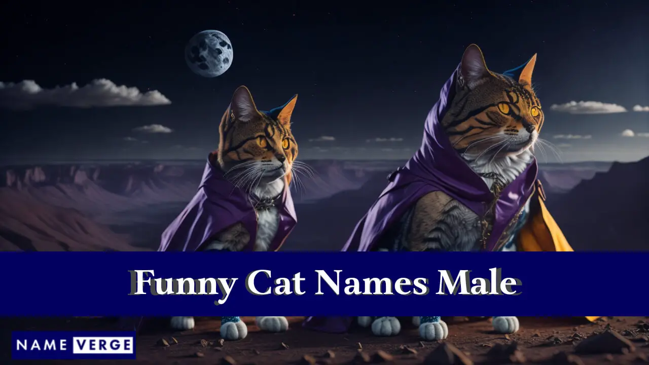 Nomi divertenti per gatti maschi
