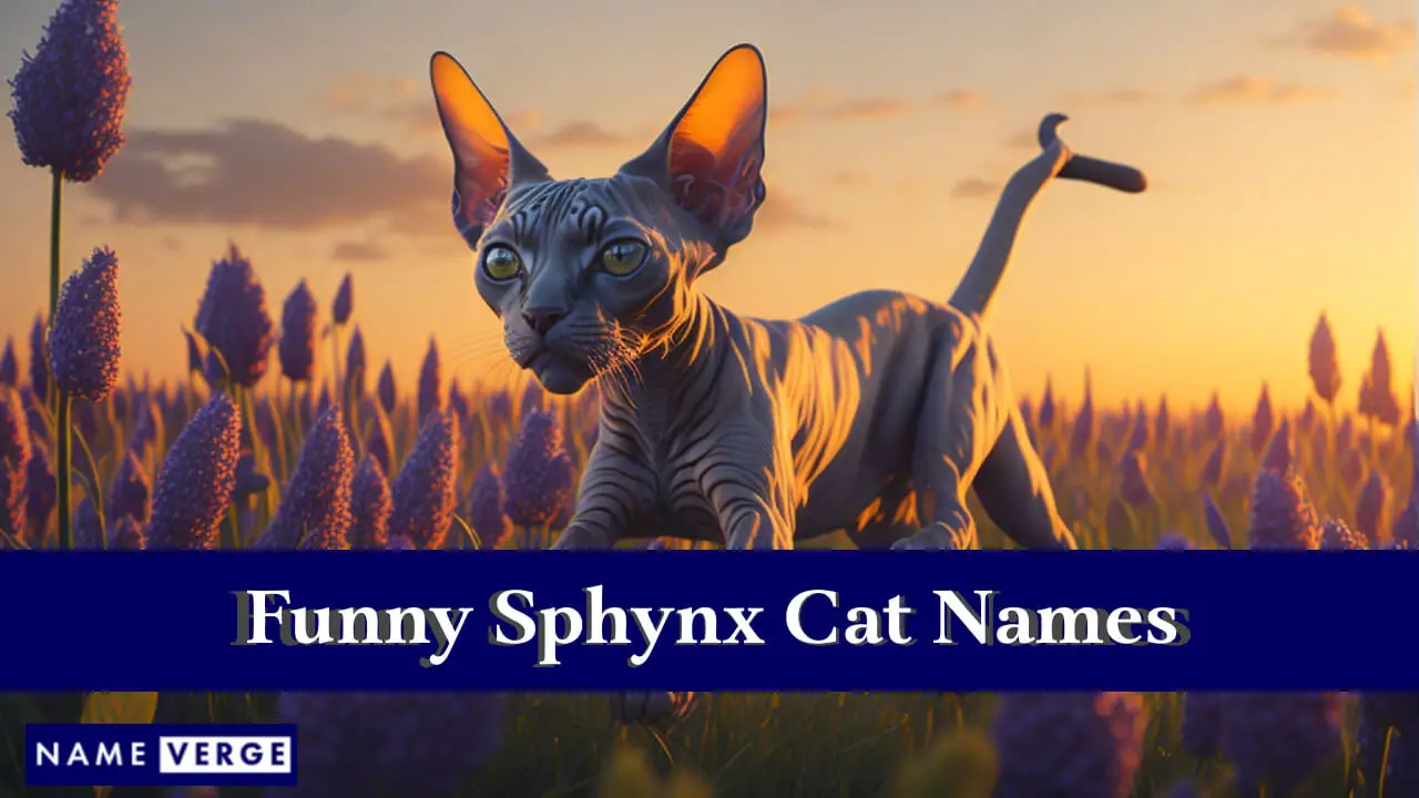 Nomi divertenti per gatti Sphynx
